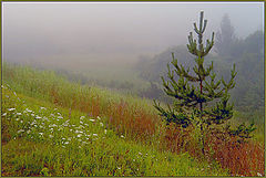 photo "Morning of a sunny day"