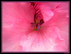 photo "pink#1"