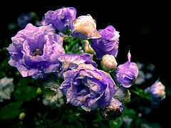 photo "Untitled photo"