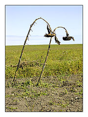 photo "***"