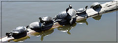 photo "Sunbathing...."