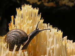 фото "Snail on fungus"
