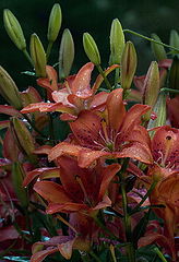 photo "untitled"