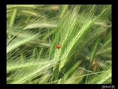 фото "coccinelle"