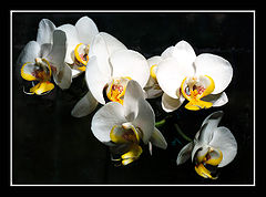 photo "White orchid"