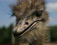 photo "Portrait (female)"