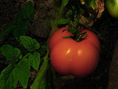 photo "Pomo d'Oro"