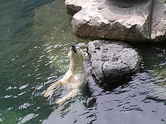 photo "Polar bear"