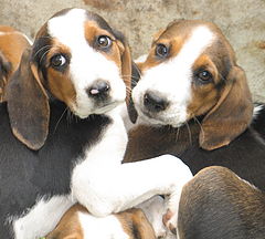 photo "Please, take us home!"