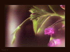 photo "About silly pink dreams.. About flowers.."