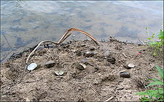 photo "River cockleshells"