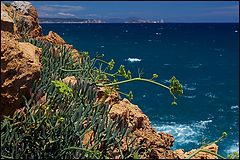 фото "Дикие цветы на Диком берегу (Costa Brava)"