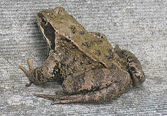 photo "mother Toad"