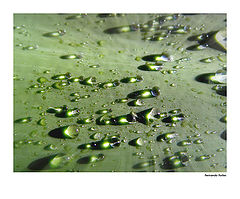photo "Tears of Light"