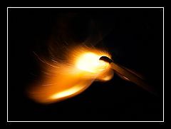 photo "Fiery "lady""