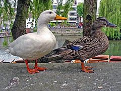photo "Ducks with a smile."