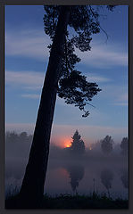 фото "Дерево"