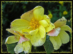 photo "Withering"
