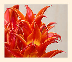 photo ""Fire""