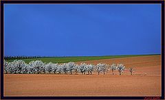 фото "spring"