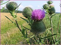 photo "Thistle"