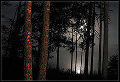 photo "Fire, the fog, two birches..."