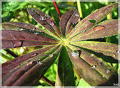 photo "After a rain on Thursday"
