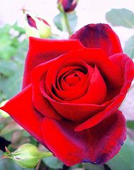 photo "Rose "Loving Memory""