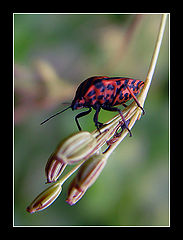 photo "They Are Swung...)"