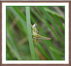 photo "In a grass the grasshopper sat..."