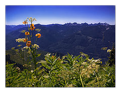 photo "Evergreen Mountain"