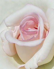 photo "Rose's Color"