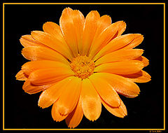 photo "simply orange"