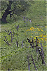 фото "***"