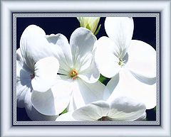 photo "White Geranium"