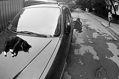 фото "сиеста"