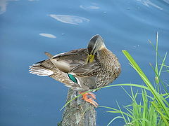 photo "yto4ka"