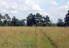 фото "Краски июля - 3"
