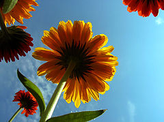 photo "Flowers On Sky"
