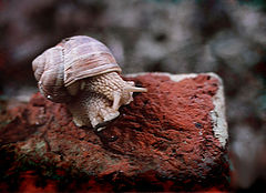 photo "uff, so high to climb"