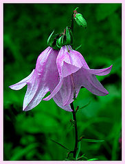 фото "..."