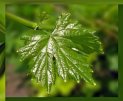 photo "Simply leaf."