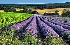 photo "Violet zebra of flowering"