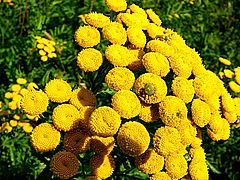 фото "Summer flower."