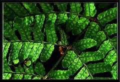 фото "The Fern"