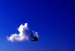 photo "Freedom..."