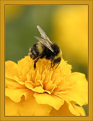 photo "Bumblebee in yellow"