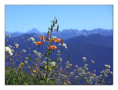 photo "Wild Flowers"