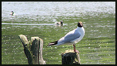 photo "There was a seagull..."