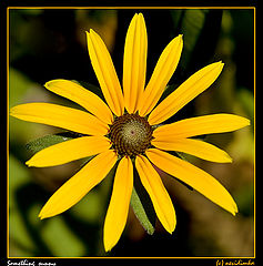 фото "something sunny"